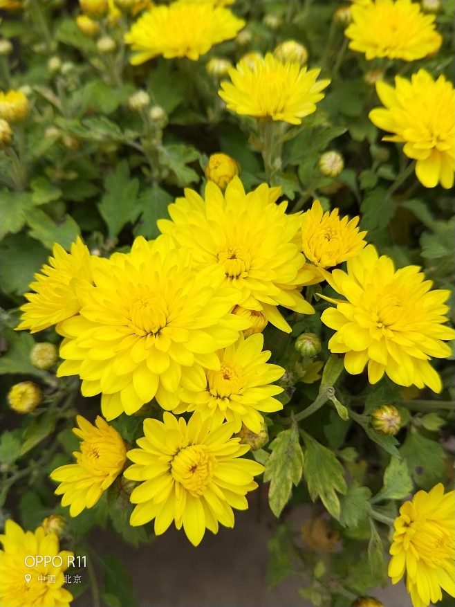 菊花