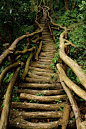 I have been thinking of making decks and such just like this out of whole timbers.  As they age it would become a carpet of moss.  I love this!