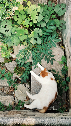竹蒌精采集到猫