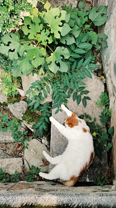 语归生采集到猫