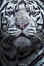 Photograph White Tigress by David Guéret on 500px