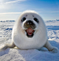 Seal baby