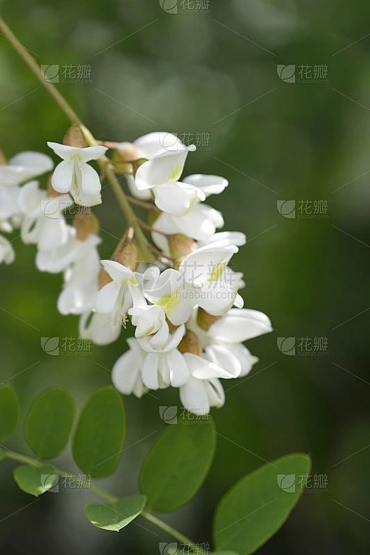 刺槐素材-花瓣网