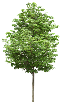 ps植物素材