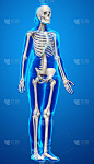 3d渲染，医学上准确的女性骨骼系统的插图