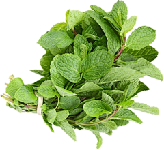 爱吃得小胖采集到素材（植物）