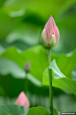 来自于<荷花节>的照片_yilinorg的百度相册