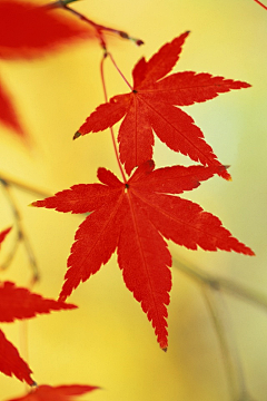 小熊熊~采集到秋叶