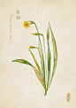 萤火虫—水彩本草