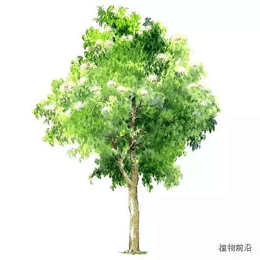 石栗 Aleurites molucca...