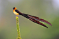 Broad-tailed Paradise Whydah