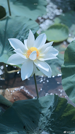 蜗蜗牛01采集到花朵