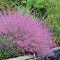 Spring Hill Nurseries - Pink Muhly Grass - totally need for the front yard: extremely easy, thrives despite heat, humidity, drought, even poor soil! 3' tall, 2 1/2' wide - full sun: 