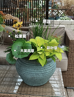 阿魏叶采集到花钵花箱植物