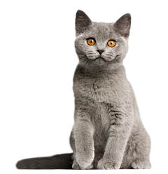 摆烂了采集到猫和模特