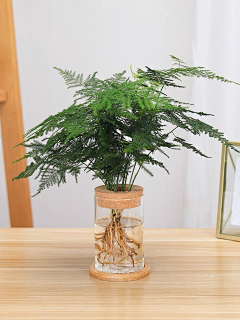 tatanovo采集到tatan室内-小型植物
