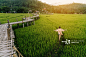 Woman running in the rice field