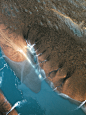 Tropical Reefs : Reefs are bars of rock, sand, coral or similar material, lying beneath the surface of water. Many reefs result from natural, abiotic processes like deposition of sand or wave erosion planing down rock outcrops, but the best known reefs ar