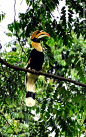 Great Hornbill