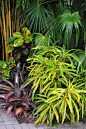 竹子、扇棕榈、巴豆和凤梨科植物。兰迪Weisner花园。