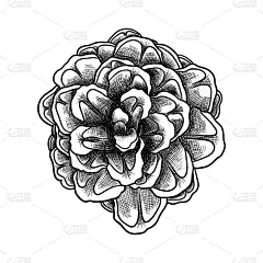 手绘松果。松果绘画。装饰贺卡或节日背景。高度详细的经典，水墨艺术雕刻风格，云杉。黑白写实插图。