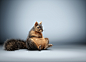 CG Squirrel : This is a personal project I did to study animal fur. I wanted to see how far I can push it to make it look realistic. I tried it in a studio as well as an outdoor environment. Which one do you like better?Retoucher: Lee Turner