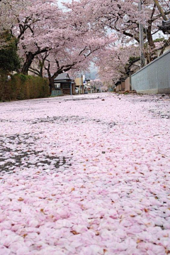 ☆涵冰蝶舞‰采集到樱花祭