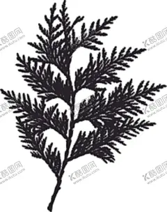 植物系列树叶 【酷图网】植物系列,树叶,叶子,剪影,黑白图,光合作用,绿叶,衬托,Tree,leaf,叶脉,网状脉,平行脉,单叶,复叶,呼吸,二氧化碳,氧气,植物剪影,大自然,灌木,乔木,铁艺,镂空,雕刻,精美,装饰,潮流,背景图,底图,包装设计,元素,海报,模板,企划,松树,柏树,香柏树,柏木叶,密密松,针,圣诞树