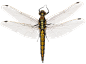 PS真实蜻蜓昆虫飞舞影楼摄影后期PNG免抠图透明背景叠加合成素材
