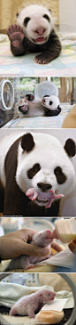【组图：可爱大熊猫幼崽的招手】英国每日邮报报道，来自美国的专家凯瑟琳-冯在中国四川卧龙自然保护区保护大熊猫研究中心已经呆四年了。在这四年里，她用摄像机记录了大熊猫的生活。下面的照片中，你将看到，一只刚出生37天的大熊猫幼崽在保育箱里向外面“招手”，好像在说：“嗨，朋友，我爱你们。”