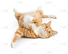 冷酷小羊采集到猫抓板参考