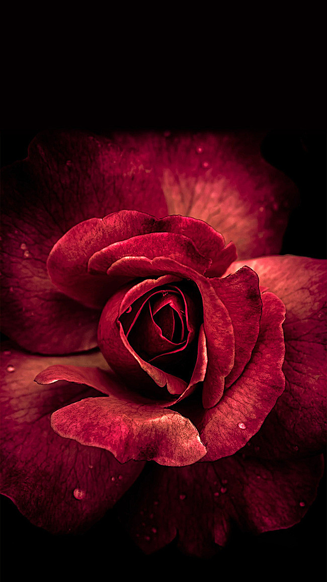 深红色玫瑰花朵背景- HTML素材网
