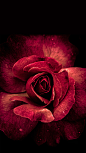 深红色玫瑰花朵背景- HTML素材网