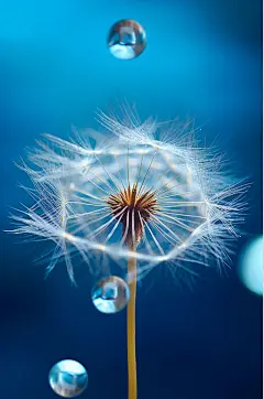 AI数字艺术蒲公英二十四节气白露摄影图