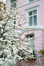 粉红色的房子，木兰树开花的树
pink houses, magnolia trees and flowering trees.