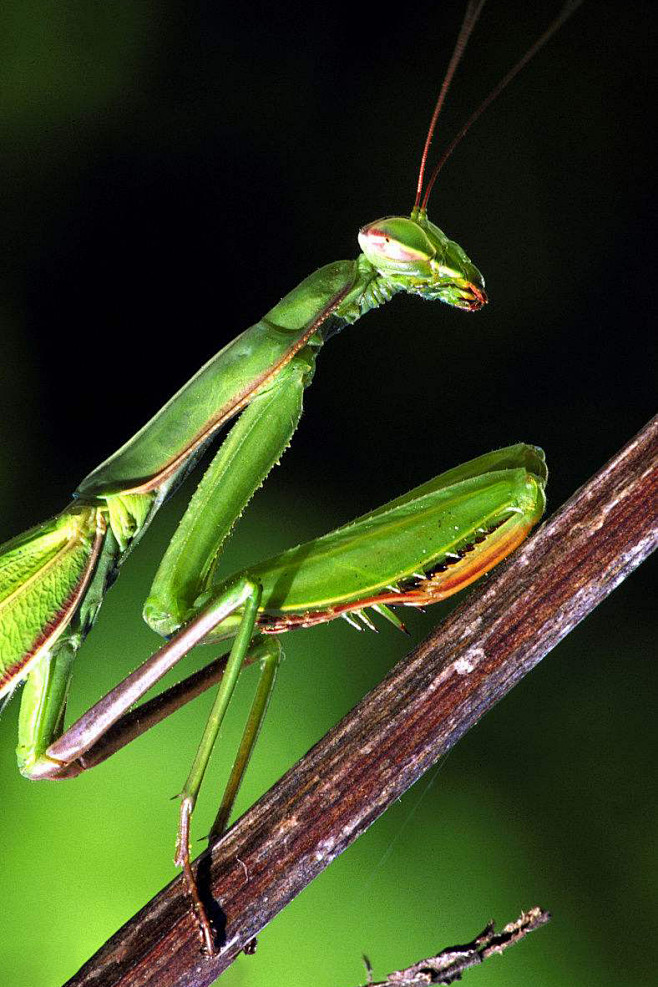 螳螂目螳科螳螂