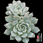 织锦 Echeveria Californica Queen