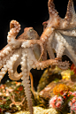 montereybayaquarium:

You don’t have to wait for our Tentacles special exhibition (opens April 12) to see cool cephalopods at the Aquarium. These red octopuses in our Splash Zone have been particularly active lately! Read how one adventurous red octopus w