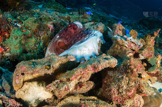 Common Octopus hiding amongst broken corals on a t