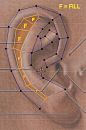 CGArena : Modeling Ears in 3D: 