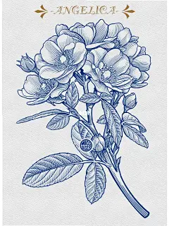 月季｜藤本安吉拉