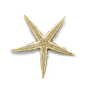 超高清 海星 海螺 贝壳 珊瑚 海马等 航洋生物主题 png元素 starfish-18_设计交流Q群782467762，都是颜值爆表的设计伙伴，欢迎加入一起探讨设计中的美_@宇飞视觉