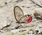 中南美洲雨林中，透明翅膀的小天使们，似一面面飞舞的小镜子，忽隐忽现，阳光映照下，幻色斑斓。 透翅蝶有数种，英文名glasswing，它的西班牙语名为espejitos，意思是“小镜子”。 @博物杂志 君告诉我们，这些迷人的小蝴蝶，只有4条腿，蛱蝶科的成员第一对足退化了。 photo from : flickr.com ​​​​