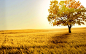 landscapes nature trees fields - Wallpaper (#2761966) / Wallbase.cc