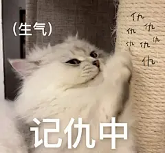 适合发给男朋友的可爱猫猫表情包 - 小红书