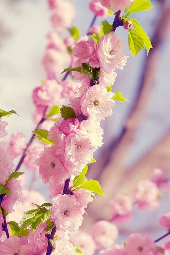 #早安问候#春天到，迎桃花~~ ​​​​