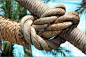 Picture Of Rope Knot. Royalty Free Photo at FeaturePics.: 