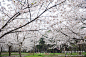 【武汉】东湖磨山樱园，最美的的东湖樱花！, 穿山甲1268旅游攻略