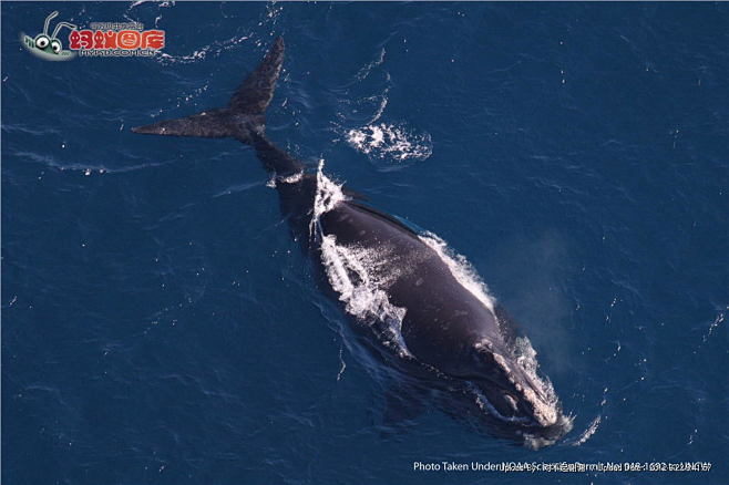 露脊鲸图片素材