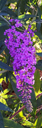 Grow Butterfly Bush! Here’s Why (and How!): 